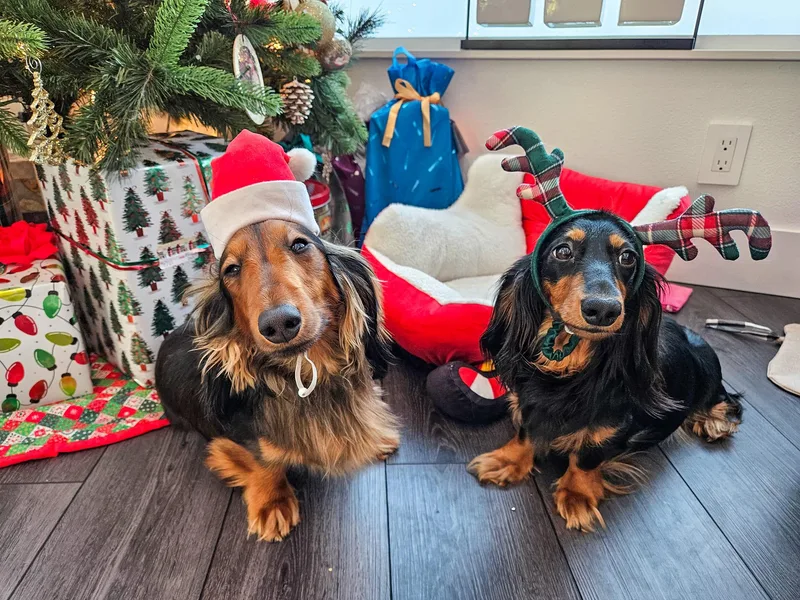 Kasil of Dachshunds
