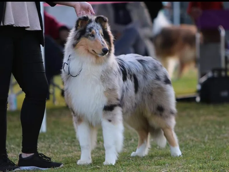 Kaslynkay's Collies