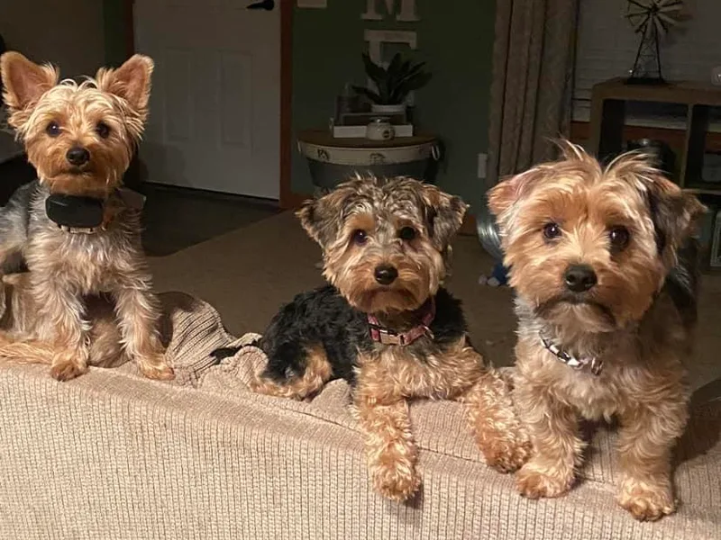 Kastner’s Yorkies