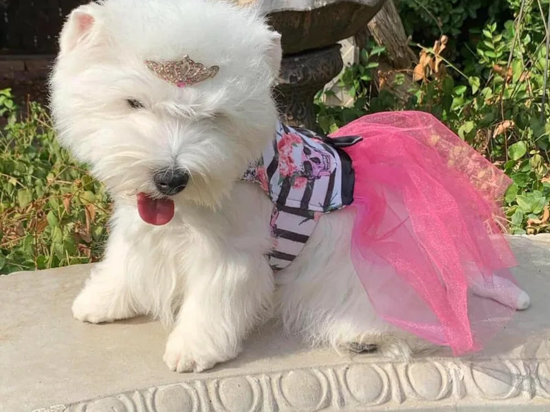 Kat Arruda's West Highland White Terriers