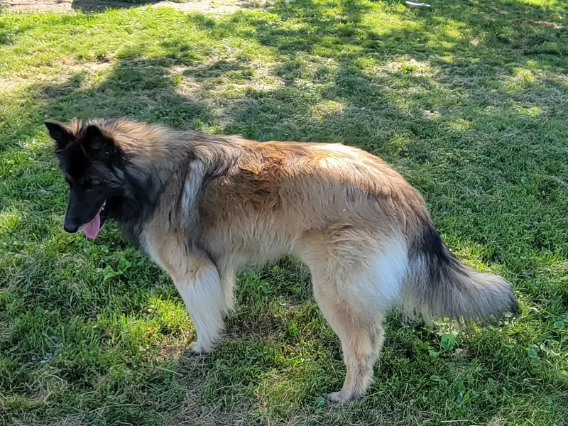 Katahdin Kennel Belgian Tervurens