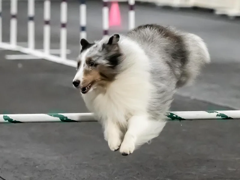 Katana Shelties