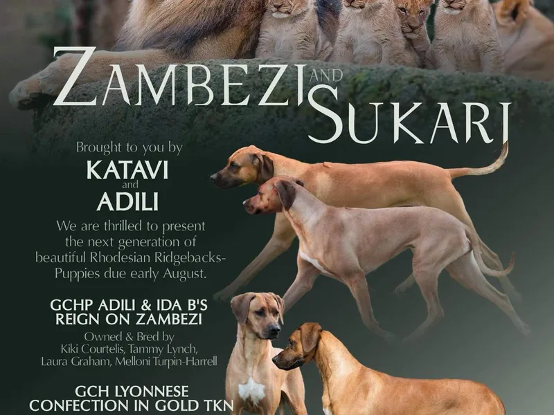 Katavi Rhodesian Ridgebacks- Debbie Holly