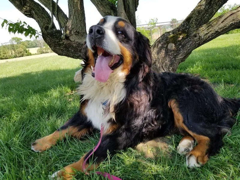 Kate's Country Canines