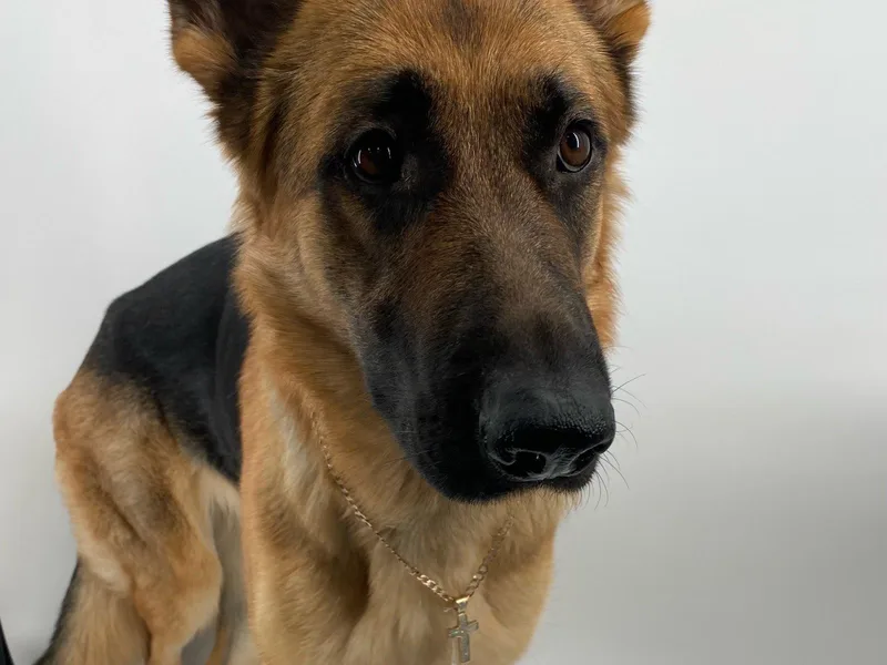 Katelyn Gumerlock's German Shepherds