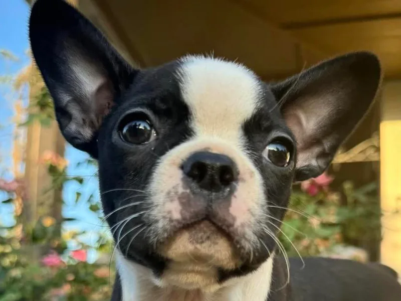 Katelyn’s Boston terriers