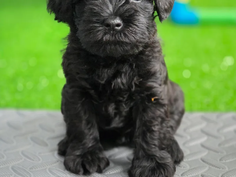 Kateryna's Miniature Schnauzers