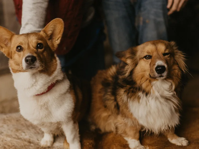 Kates Corgis