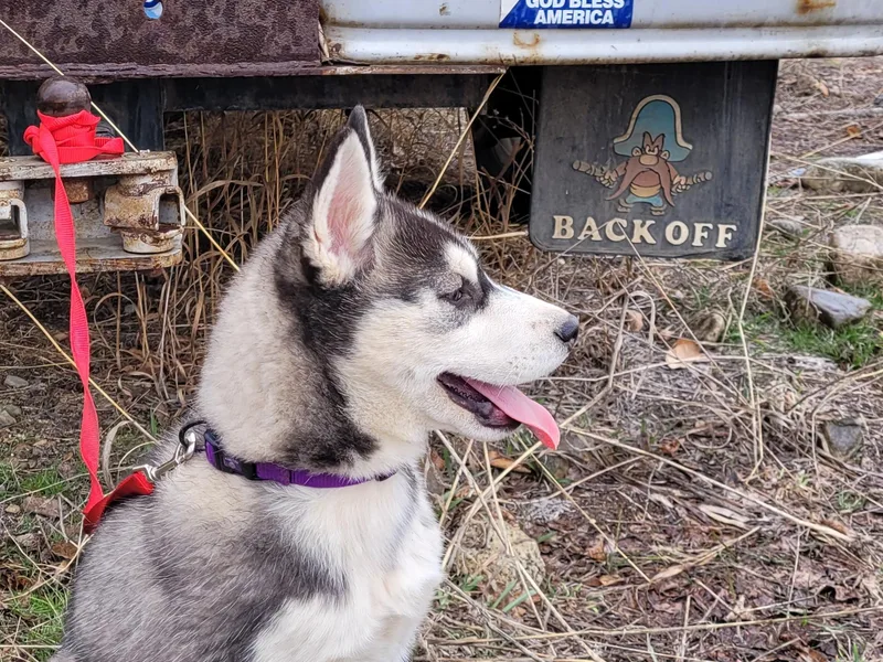 Kates Methow Siberians