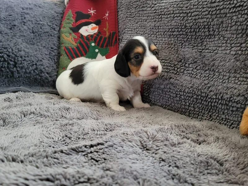Katharina's Dachshunds
