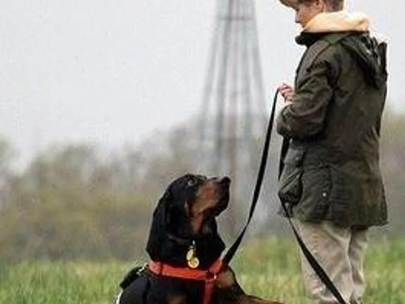 Katherine's Greyhounds &amp; Black and Tan Coonhounds