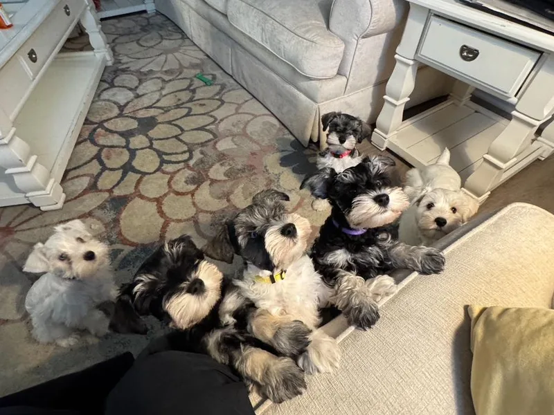Kathi's Mini Schnauzers