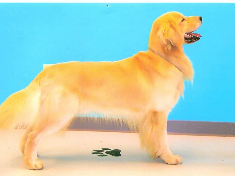 Kathleen Moore's Golden Retrievers