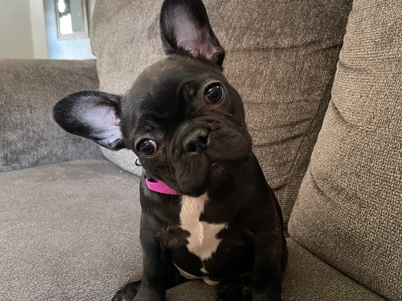 Kathrine's French Bulldogs