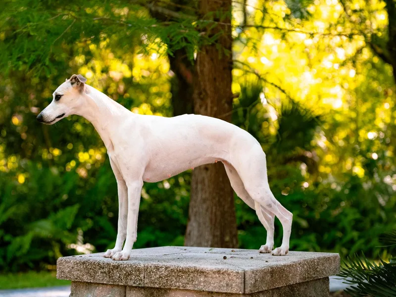 Kathryn Clark's Whippets