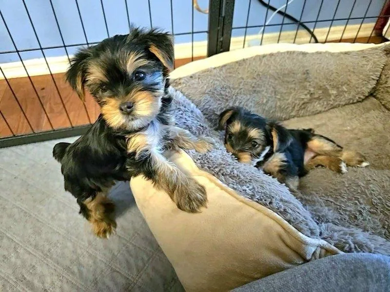 Kathryn's Yorkies