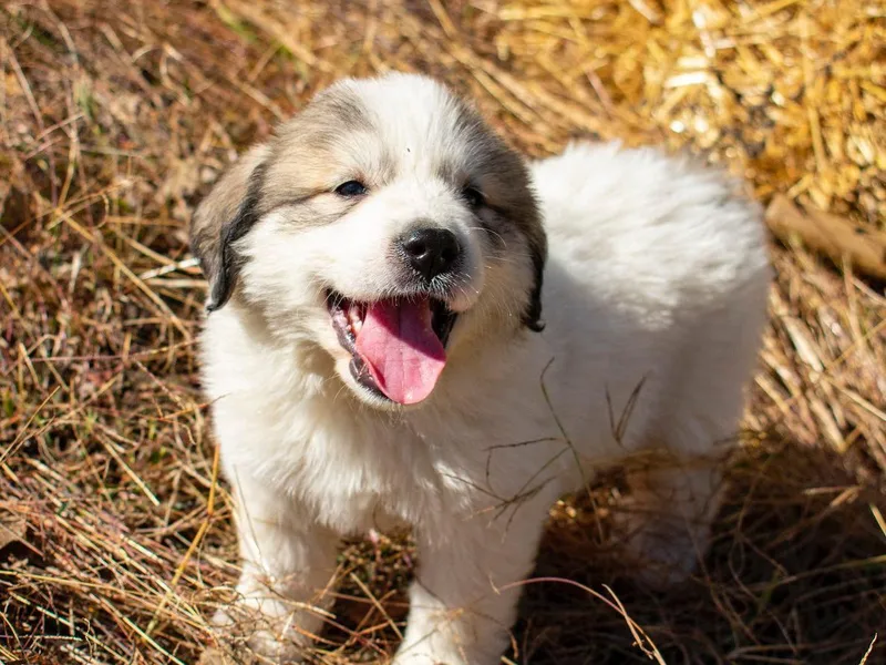 Kathy Ann's Farm/Alouette Frenchies
