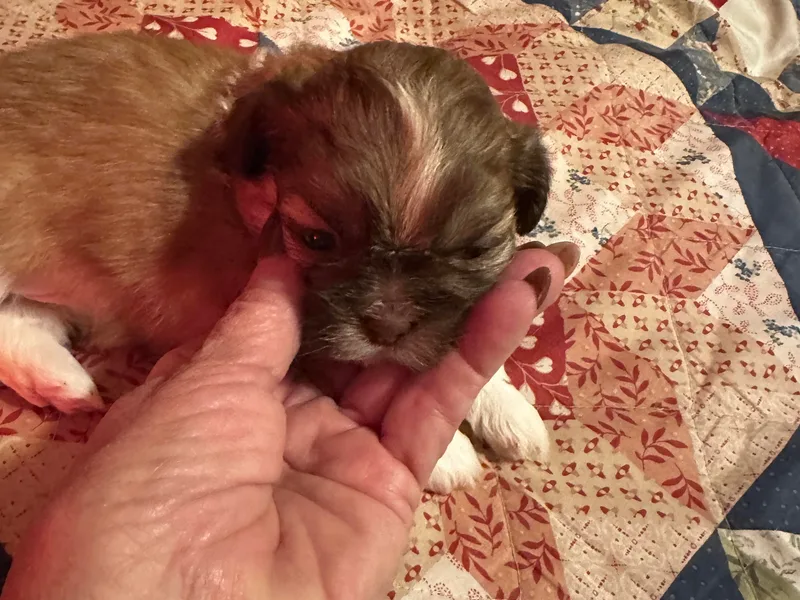 Kathy Diego's Shih Tzus