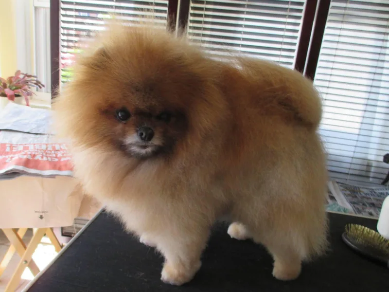 Kathy Lasota's Pomeranians