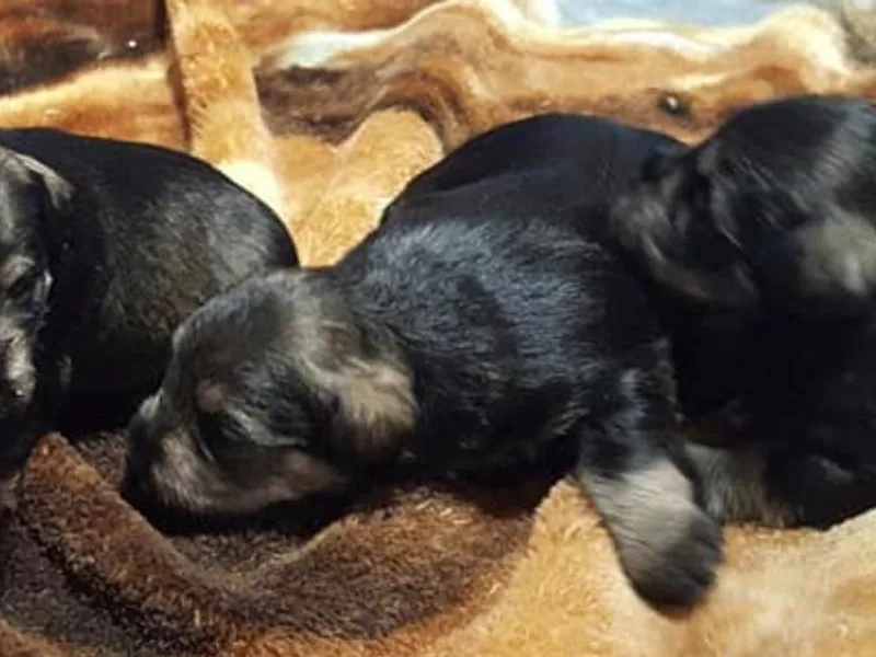 Kathy's Mini Schnazuers