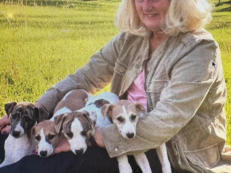 Kathy's Whippets