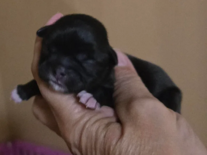 Kathys Yorkie and Shih-tzu Cuties