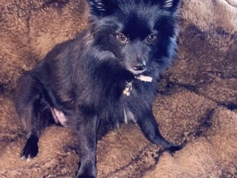 Katia's Pomeranians