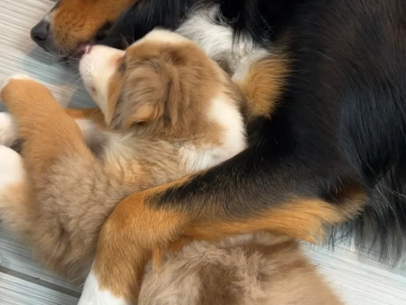 Katie’s Australian Shepherds