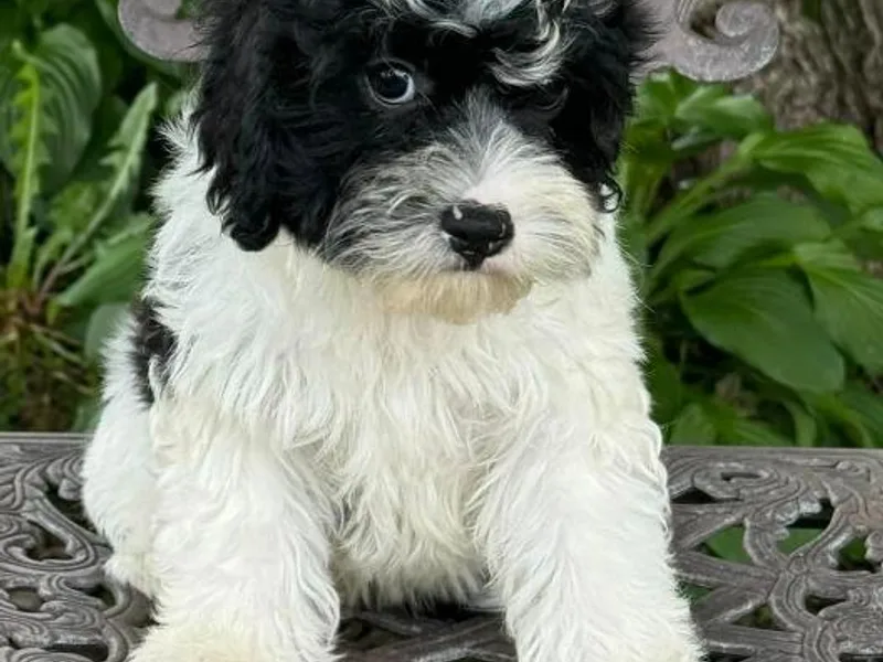 Katie’s Cavapoos photo 1