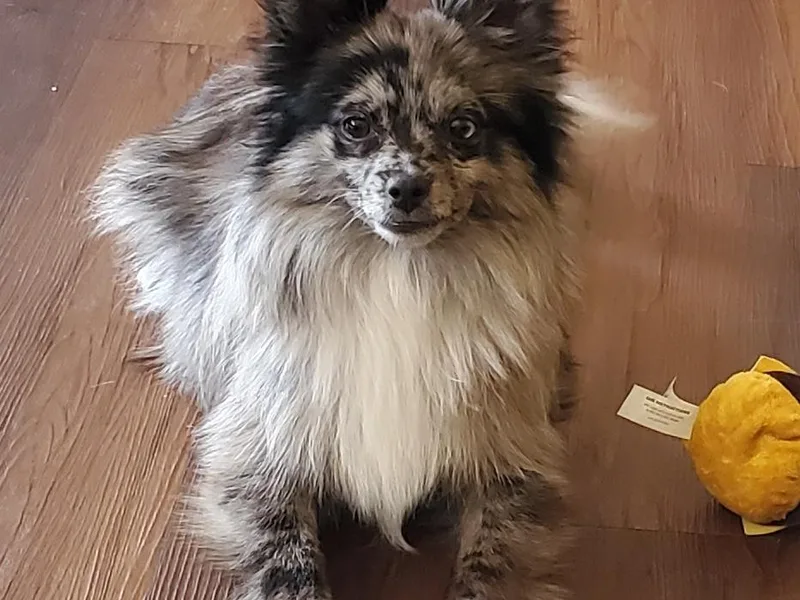 Katie's Puffy Wuffies