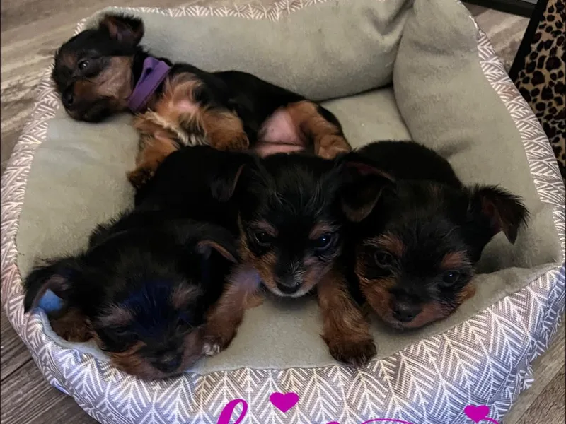 Katie’s Yorkies and Shorkies of VA