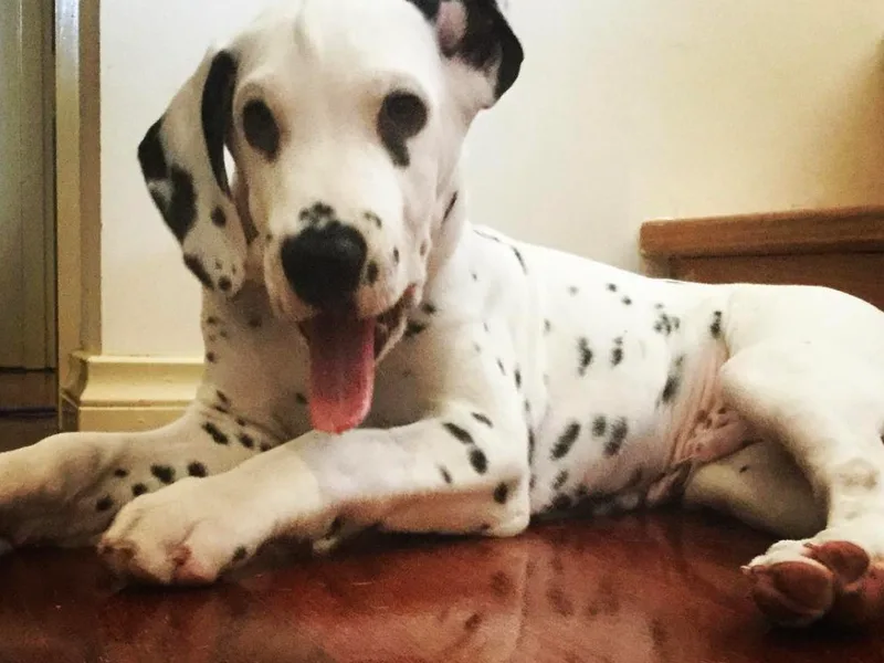 Katie Taylor's Dalmatians