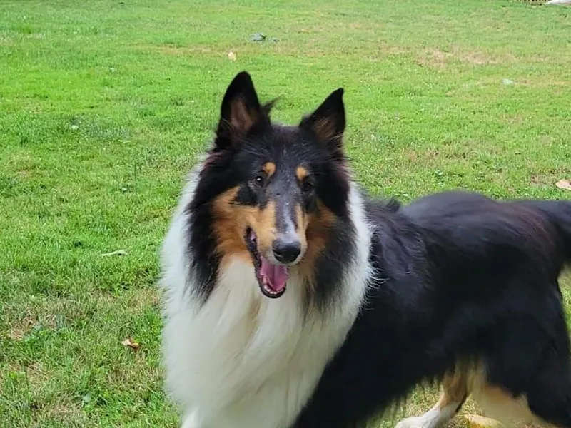 Katrina's Collies