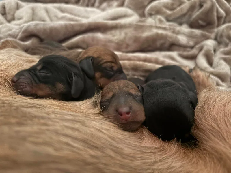 Katrina's Dachshunds