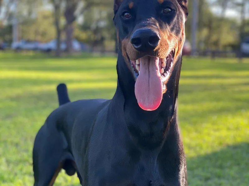 Katrina's Doberman Pinschers