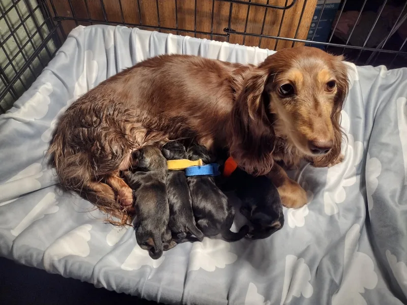 Katrina's Punk Rock Dachshunds