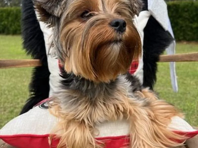 Katrina's Yorkies