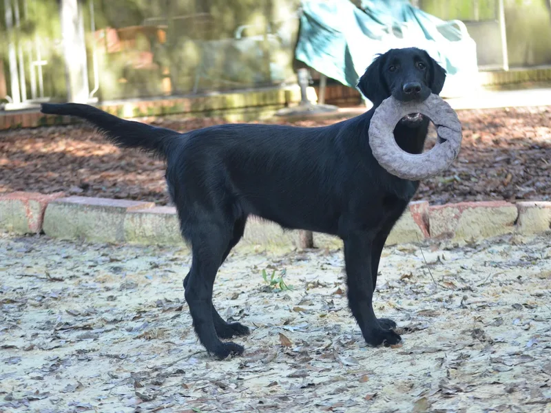 Katy Postrozny's Flat-Coated Retrievers