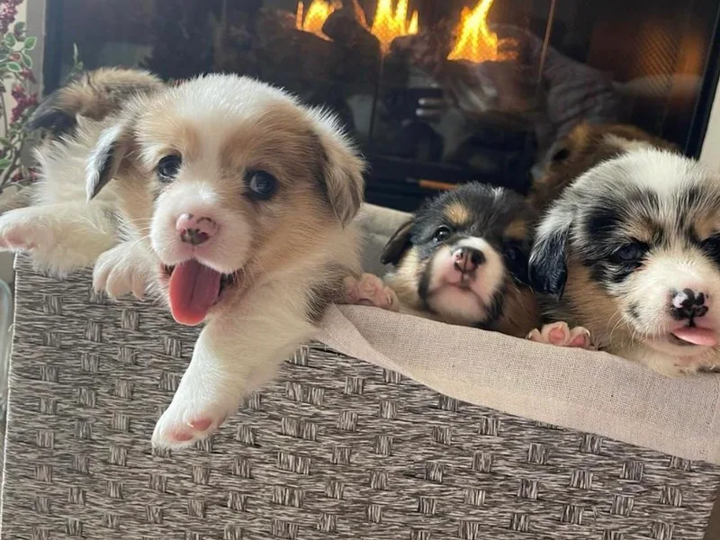 Kauai the Corgi