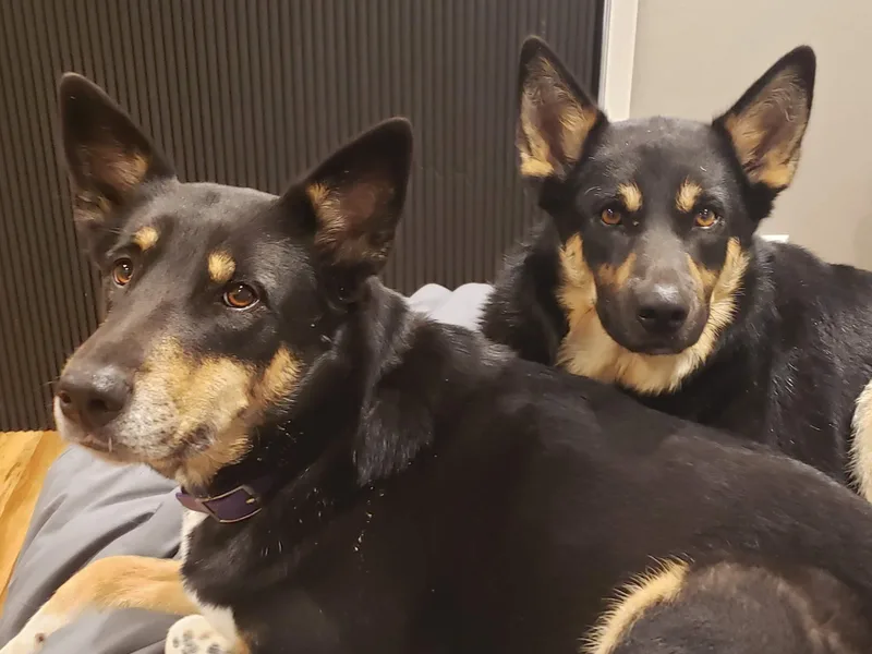 Kaunis Joki Kennels