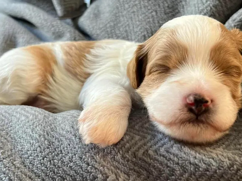 Kauth Design Cavapoos