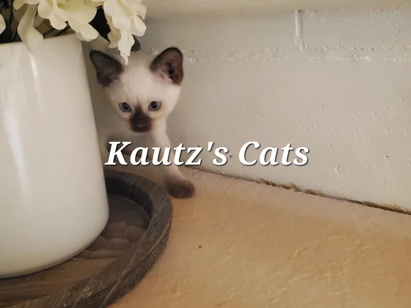 Kautzscats photo 1