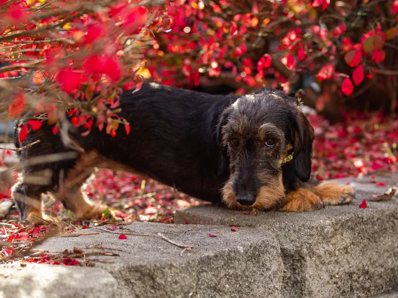 Kaviroz Dachshunds