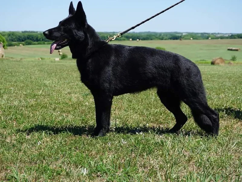 Kaw-Tal German Shepherds
