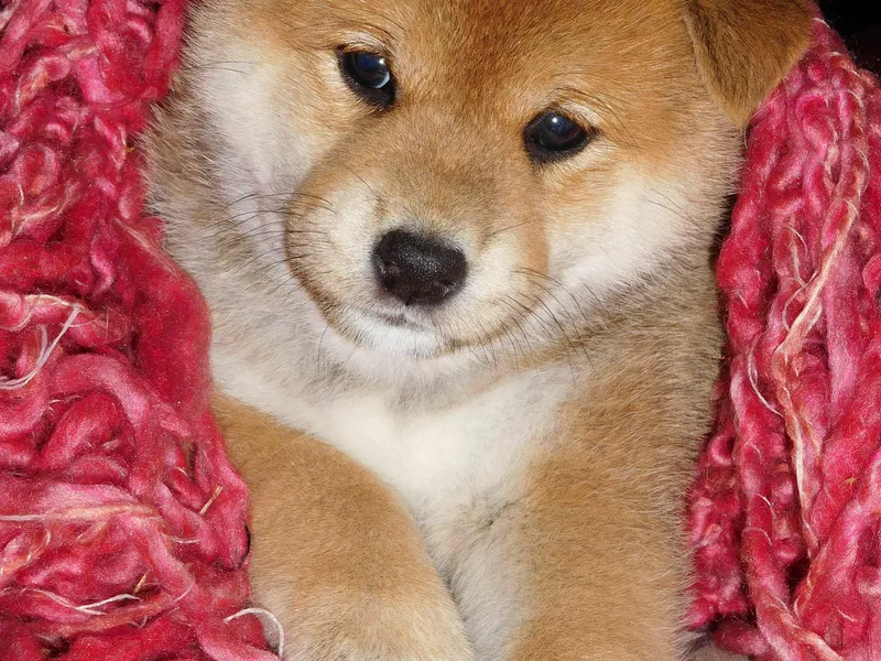 Kawako Shiba Inu