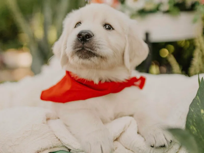 Kaweah Oaks Golden Retrievers