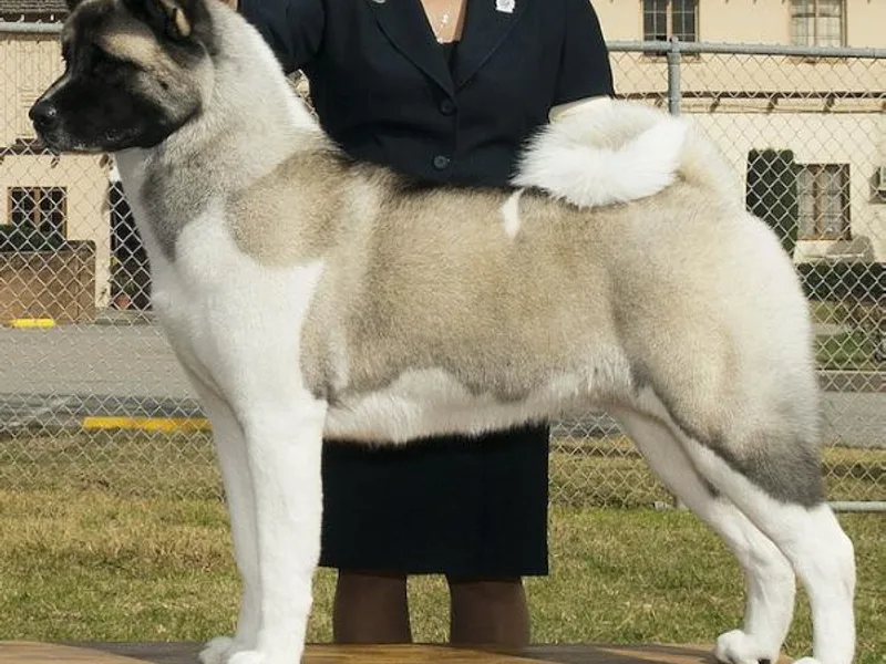 Kawela Akitas