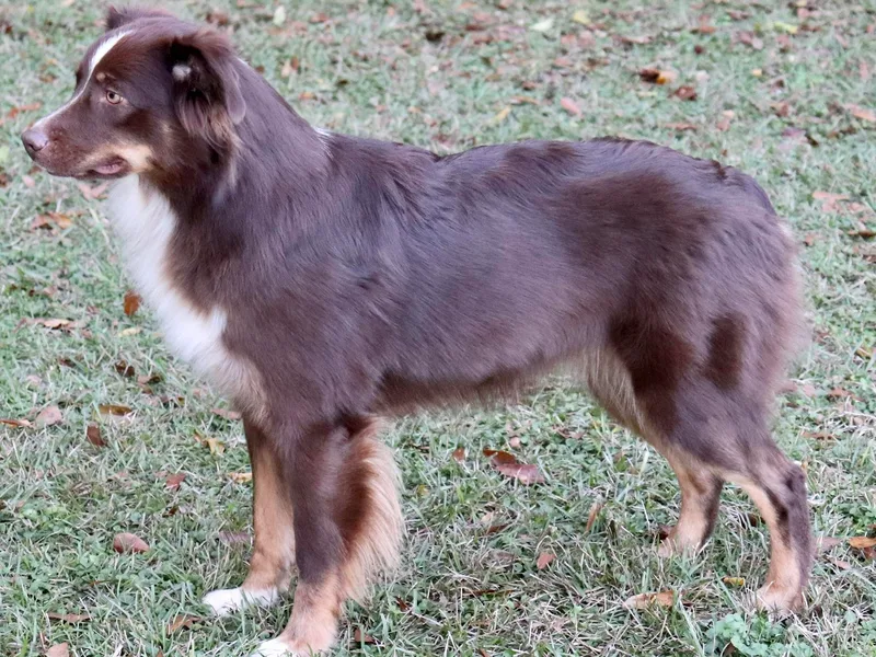 Kay &amp; Tay’s Mini Aussies