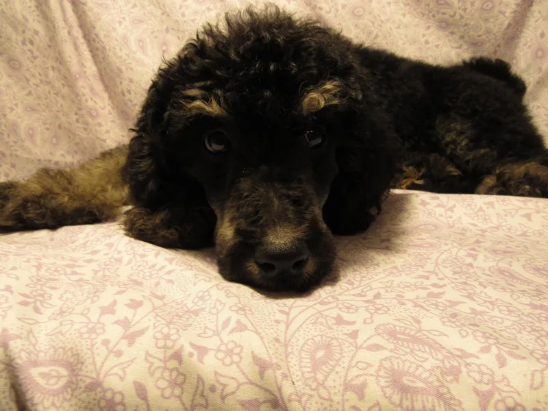 Kay Kay's Pupper Patch