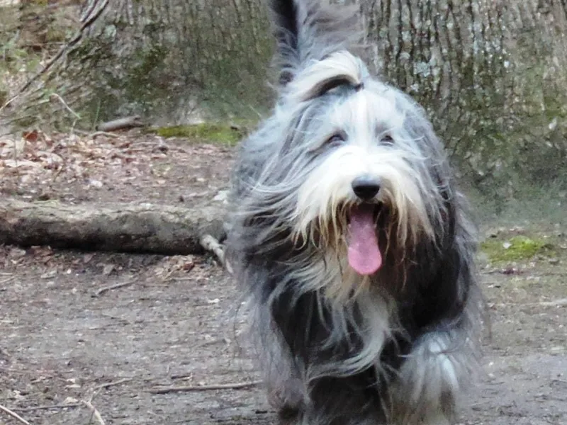 Kay Krivas' Bearded Collies